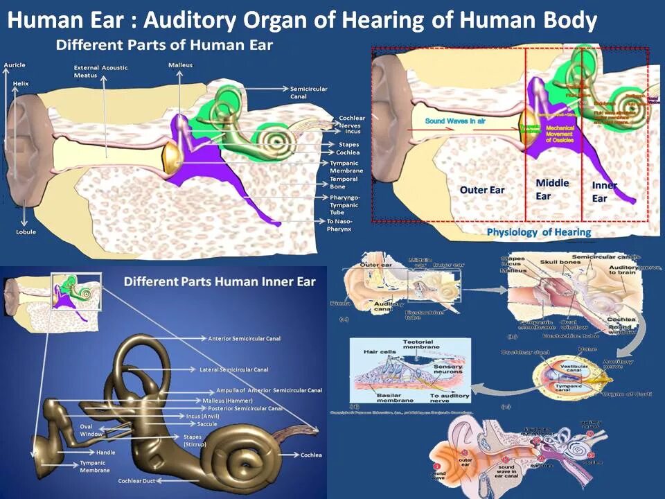 Hearing Physiology. Auditory Balance Organs. Cells of hearing Organ. Hear system