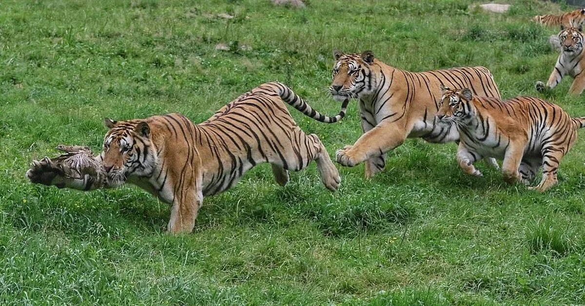 Сибирский тигр популяция. Тигр охотится. Тигр на охоте. Амурский тигр охотится.