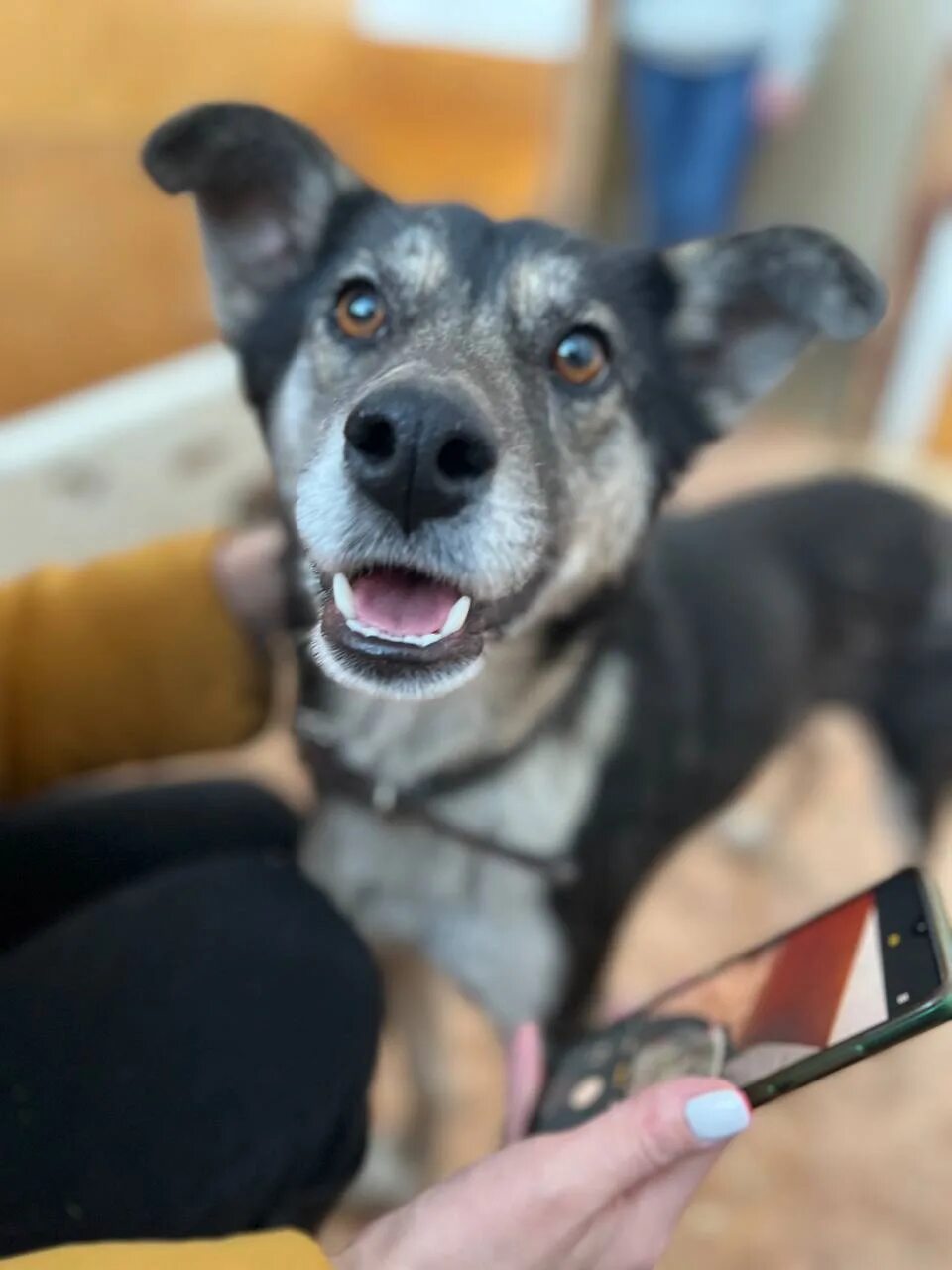 Собака рубцовск. Бродячие собаки рубцовск. Овчарка милашка. Собака рубцовск. Приют верный пес рубцовск.