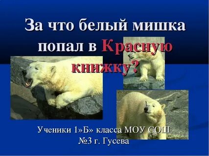 Почему белого медведя внесли в красную книгу