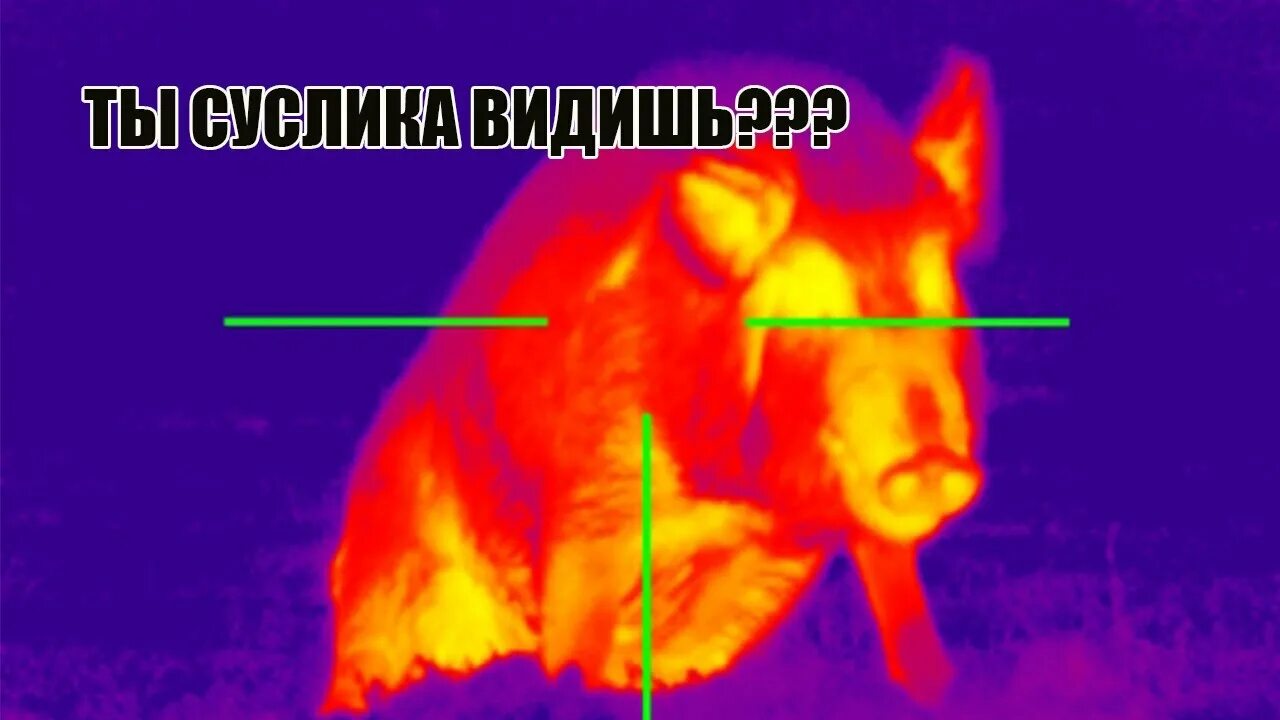 Кабан тепловизор. Пульсар 50 тепловизор. Тепловизор для охоты изображение. Вид с тепловизора на охоте.