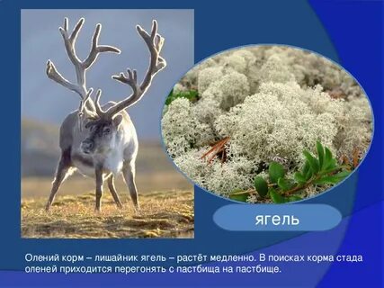Какое растение является основной пищей для оленей