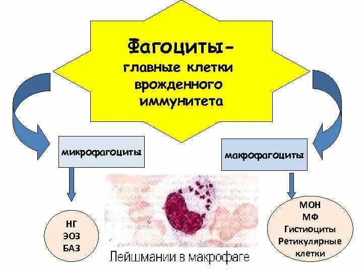 Классификация фагоцитов. Фагоциты строение. Особенности фагоцитов. Основные функции фагоцитов. Макрофаги иммунитет