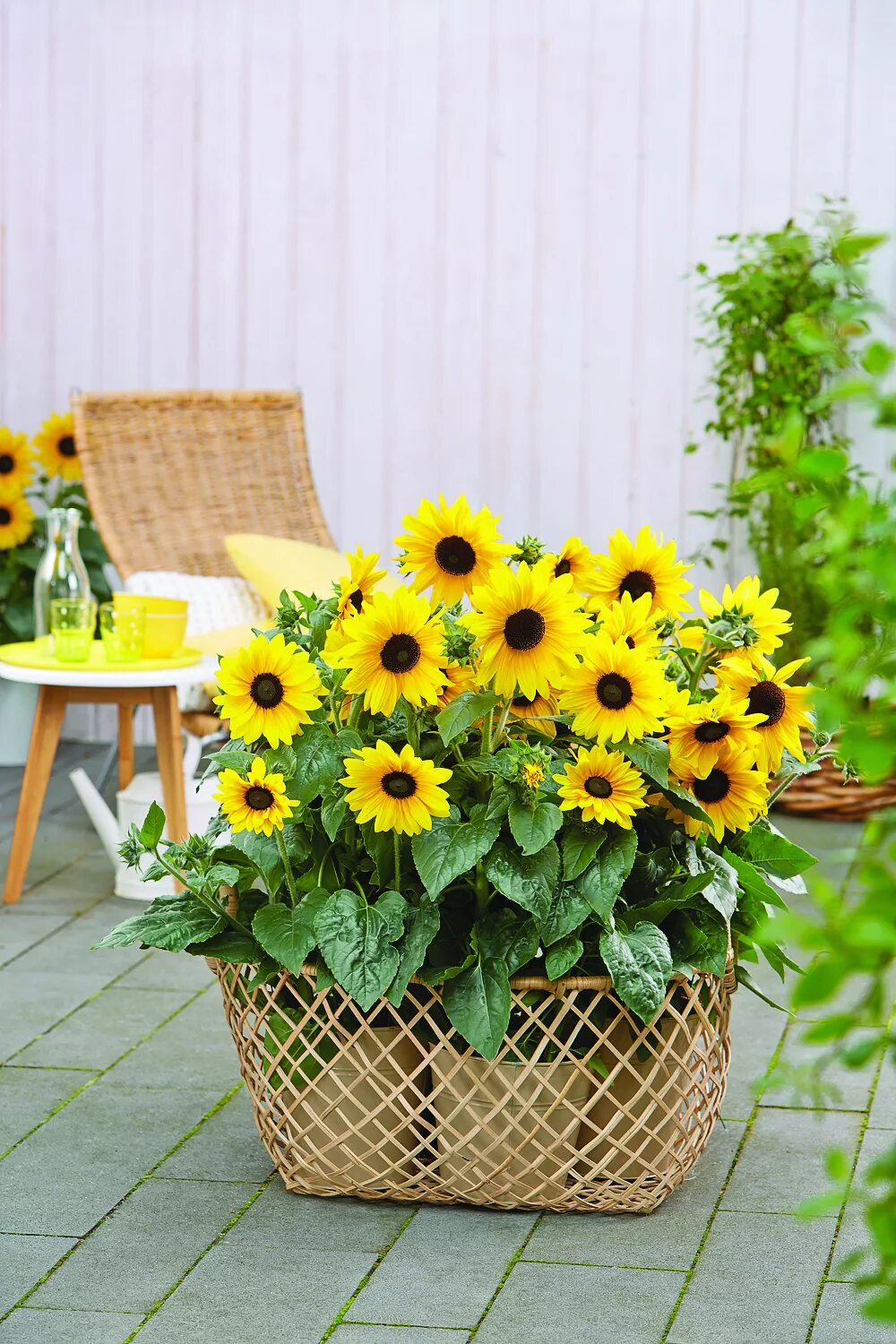 Гелиантус сенсейшен. Подсолнух в горшке. Низкорослый подсолнух. Подсолнухи в кашпо. Подсолнух в горшке.