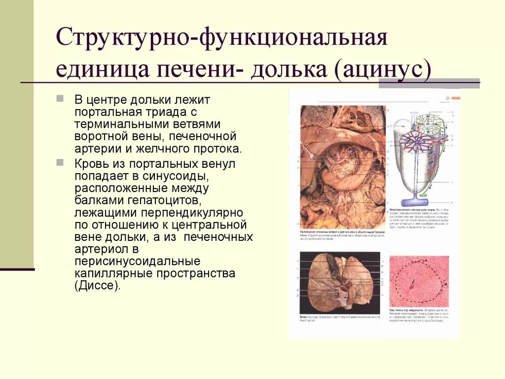 Единица печени