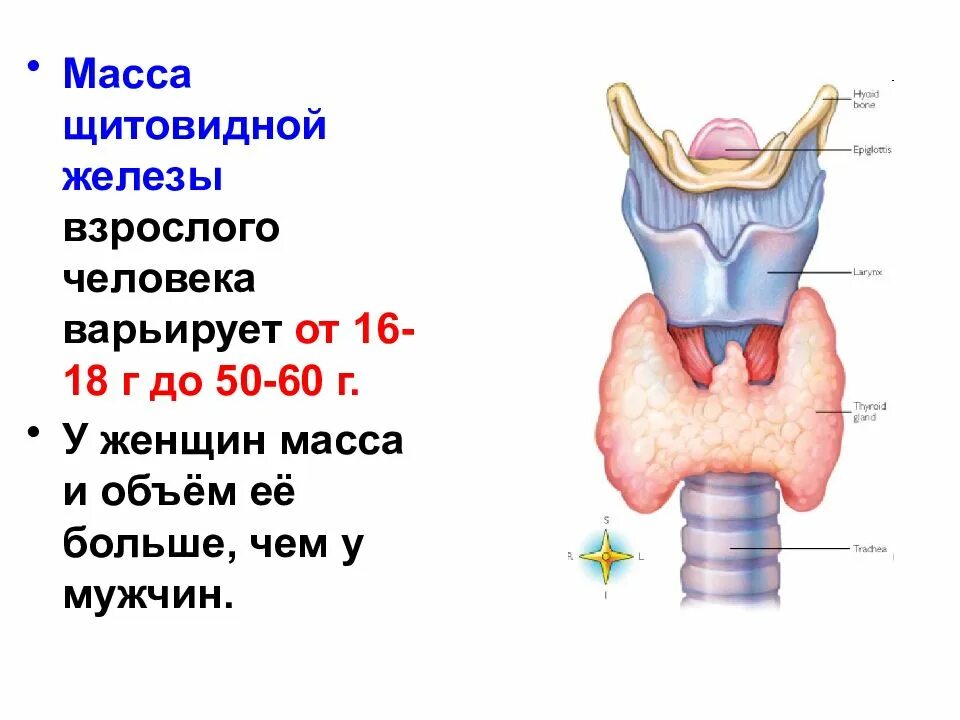 Вес щитовидной железы