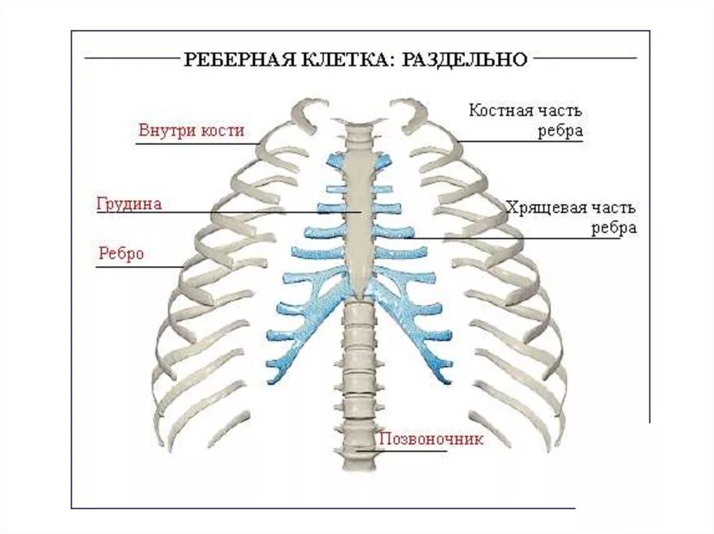 Грудная клетка. Костная часть ребра. Задние ребра. Нумерация ребер грудной клетки. Грудная клетка ребенка 2 года