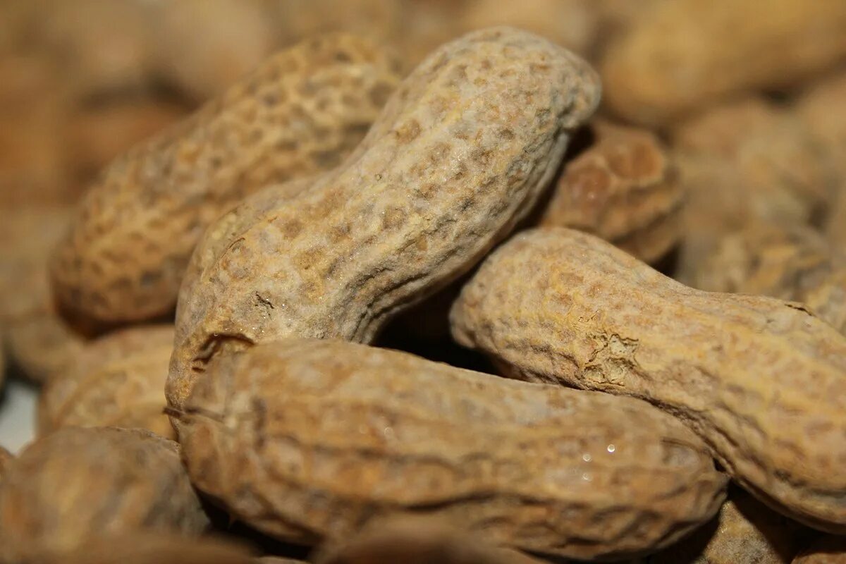 Salt file. Peanuts. peanut in shell. roasted peanuts. salted peanuts.