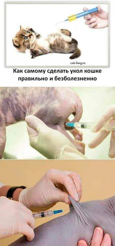 Как правильно ставить коту. Как ставить укол коту в бедро внутримышечно.
