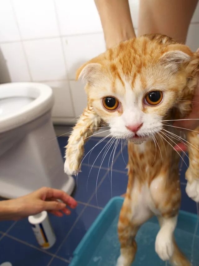 Кот после купания. Купание кошки. котенок купается. мытые кошки. котик моется.