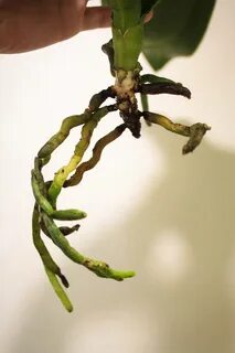 Грибок корень