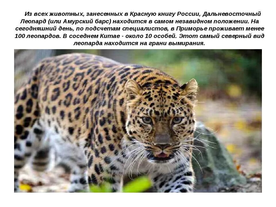 Почему леопард занесен в красную книгу. Красная книга россии животных дальневосточный леопард. дальневосточный леопард красная книга приморского края. амурский или дальневосточный леопард в красной книге. амурский барс красная книга.
