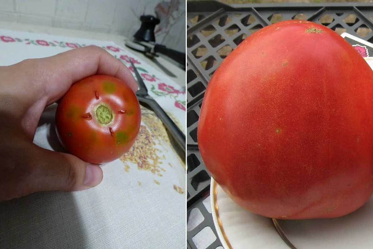 Томат вкусное вино. Помидоры с белыми прожилками. Помидоры с зелеными прожилками сорт. Помидоры без белых прожилок сорта. Как выбрать томат.