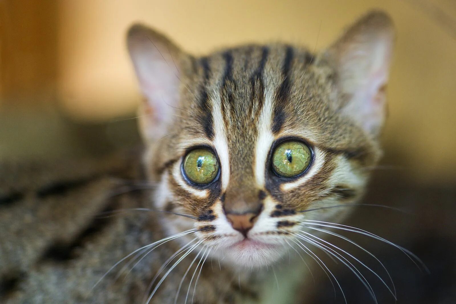 Как выглядит cat