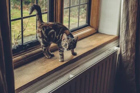 Кошачья окна