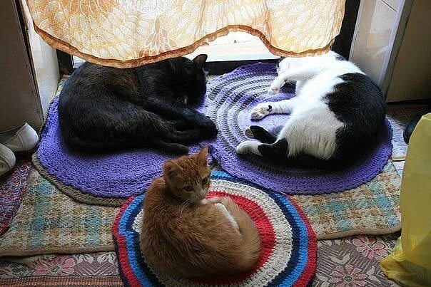 Кот в квартире. Домик для кота. Три кошки. 3 кошки в квартире. Рыжий кот на подоконнике.