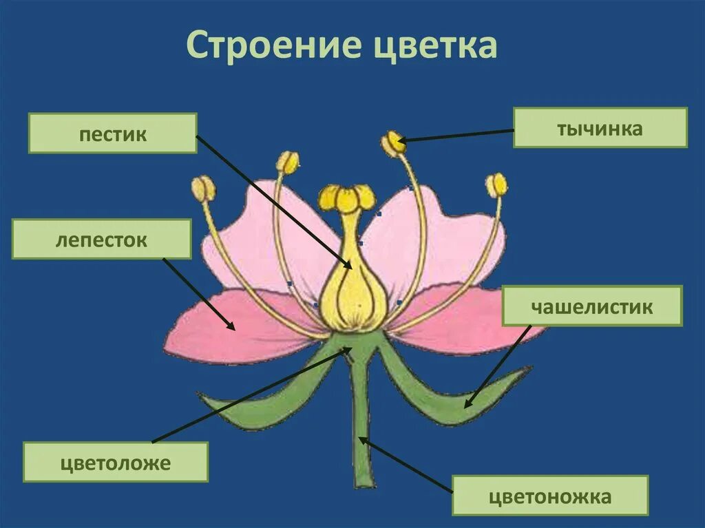 Строение цветка самостоятельная. Строение растения тычинка пестик. Строение цветка пестик и тычинка. Схема строения цветка пестик. Строение тычинки цветка.