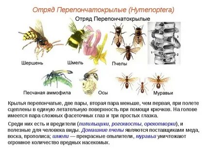 Перепончатокрылые насекомые характеристика