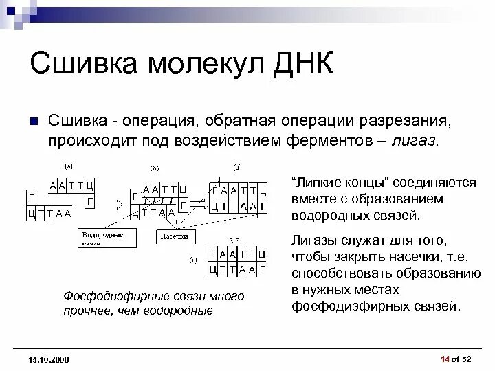 Процесс разрезания молекулы днк с помощью ферментов. Сшивки ДНК. Сшивка и разрезание ДНК. Методы сшивки ДНК. Сшивание фрагментов ДНК лигазами.