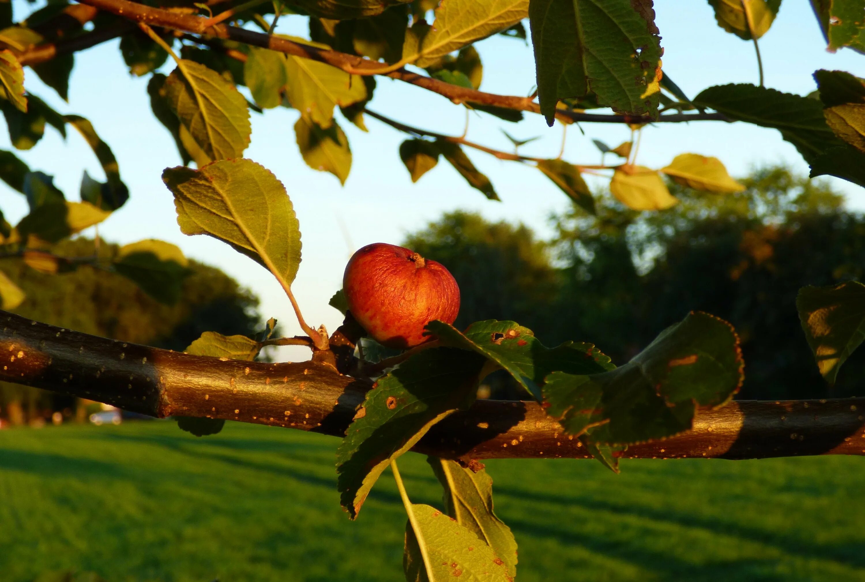 Осенью с яблони собрали яблоки желтые зеленые. Яблоня дичка. Яблоня Баттербол. Яблоня горнист. Плодовые деревья осенью.