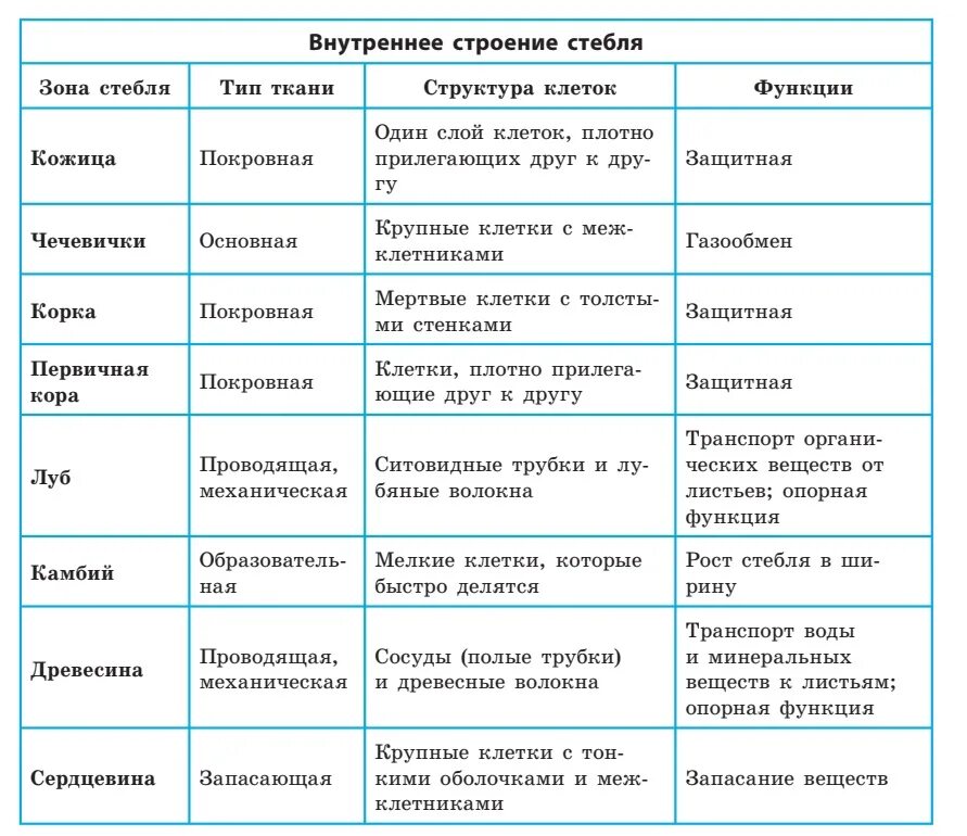 Тип ткани строение функции рисунок таблица