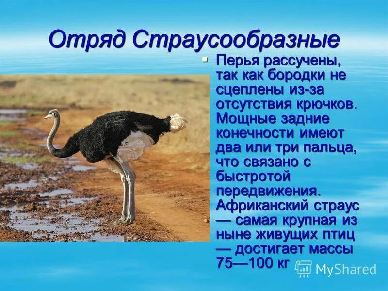 Отряд птиц страусообразные