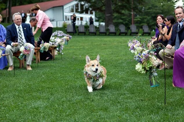 Выносить щенка. Собачья свадьба. Корги на свадьбе. Собака выносит кольца на свадьбе. Свадебная фотосессия с корги.