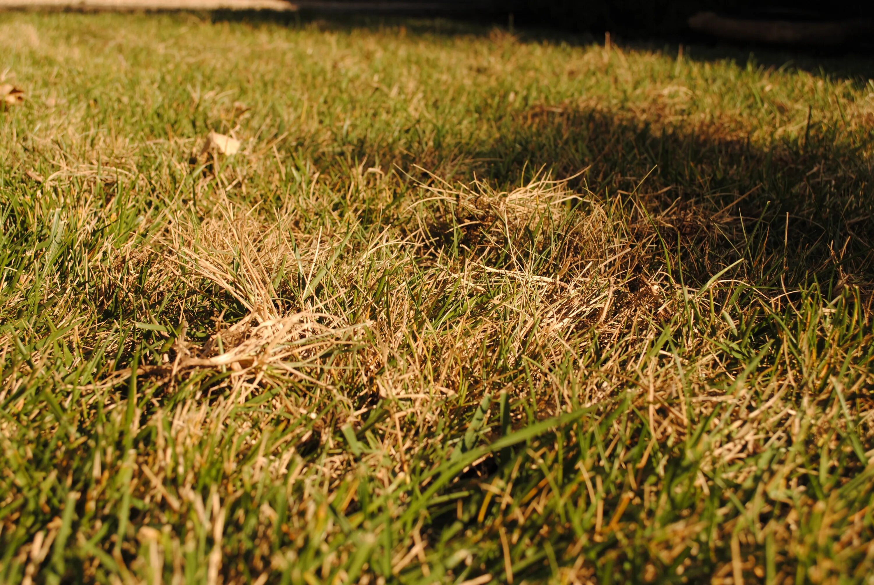Сухая картинка. Осенняя трава. Засохшая трава. Сухая трава. Пожухлая трава.