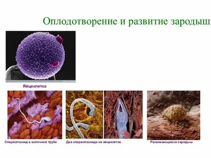 Две оплодотворенные яйцеклетки
