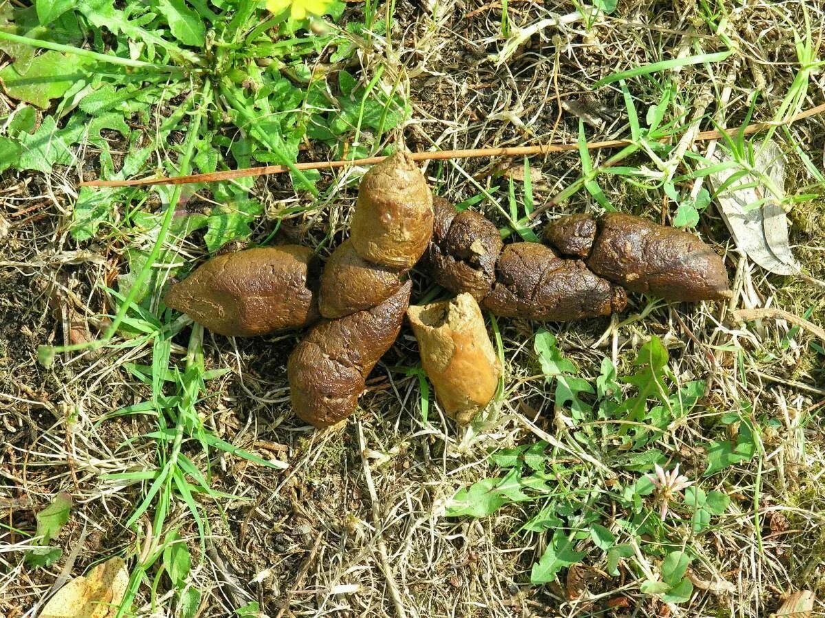 Какашка искать
