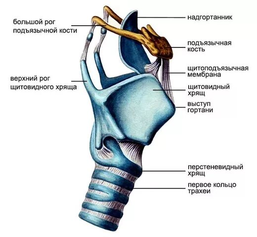 Гортань состоит из хрящей