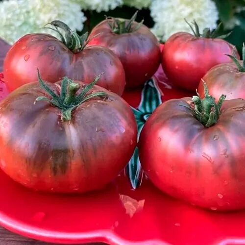 Томат варшава фото. Томат варшава производитель фото. Томат варсовия. Сорт томата варшава. Семена томата варшава.