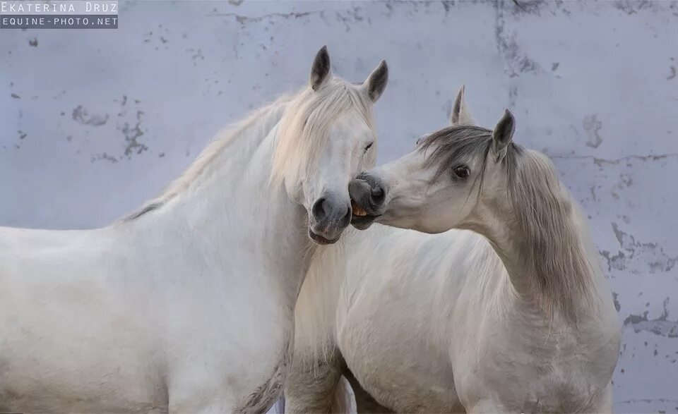 Ставропольский конный завод № 170 - Галерея Akhal teke horses, Horses, Beautiful