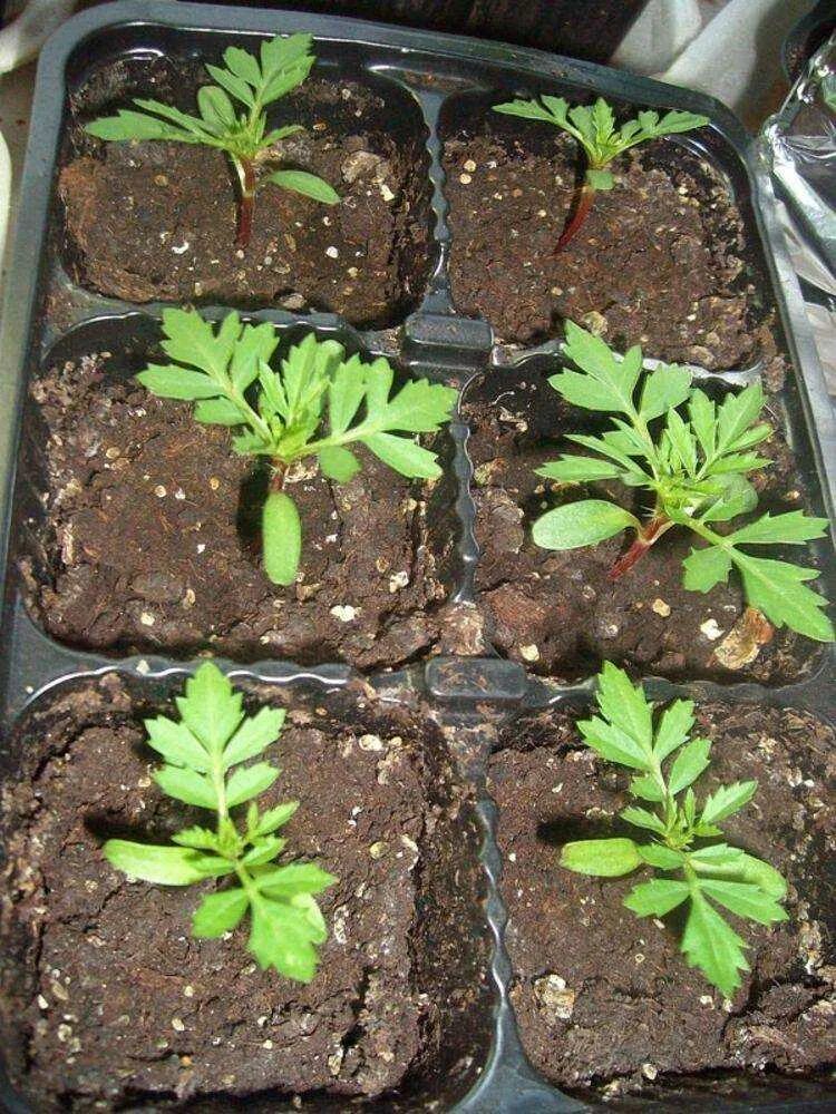 Цветок делосперма купера. Seedling «рассада». Петуния пикировка рассады. Циния ростки. Адениум семенами рассада.