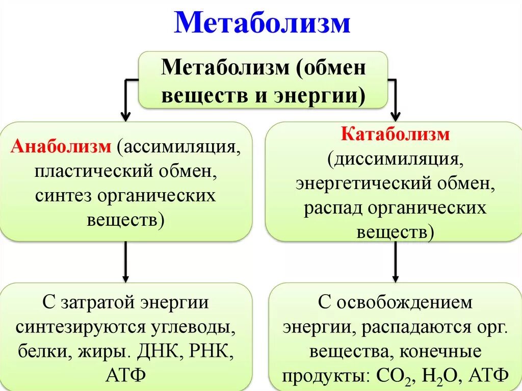 Различия в обмене веществ. Обмен веществ энергетический и пластический схема. Этапы обмена веществ схема. Метаболизм катаболизм и анаболизм энергетический и пластический. Схема обмен веществ и энергии пластический и энергетический обмен.