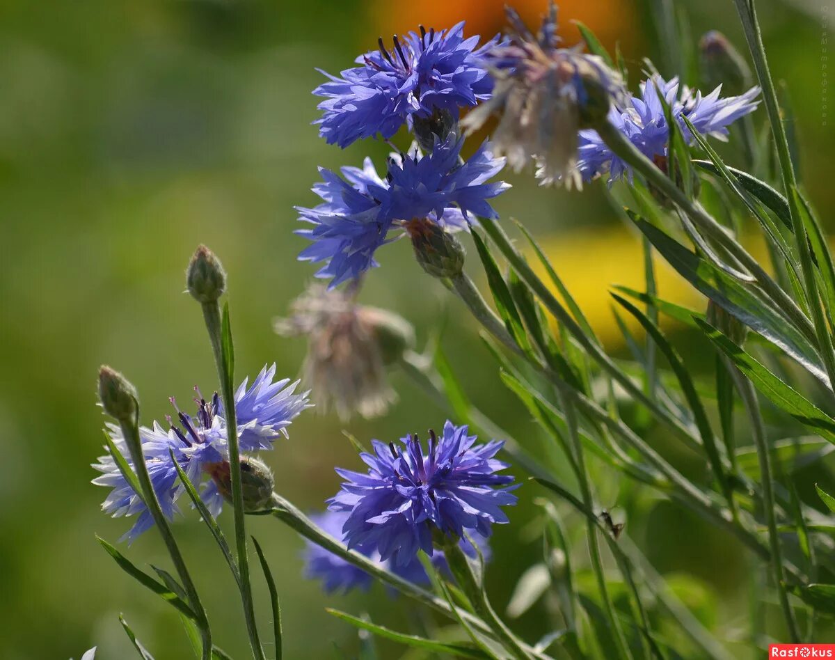 Растения василек синий. Василек полевой Centaurea cyanus. Василек синий (Centaurea cyanus). Василек Луговой синий. Медонос Василек Луговой.