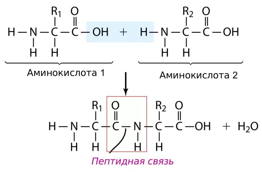 Образующиеся соединения белков