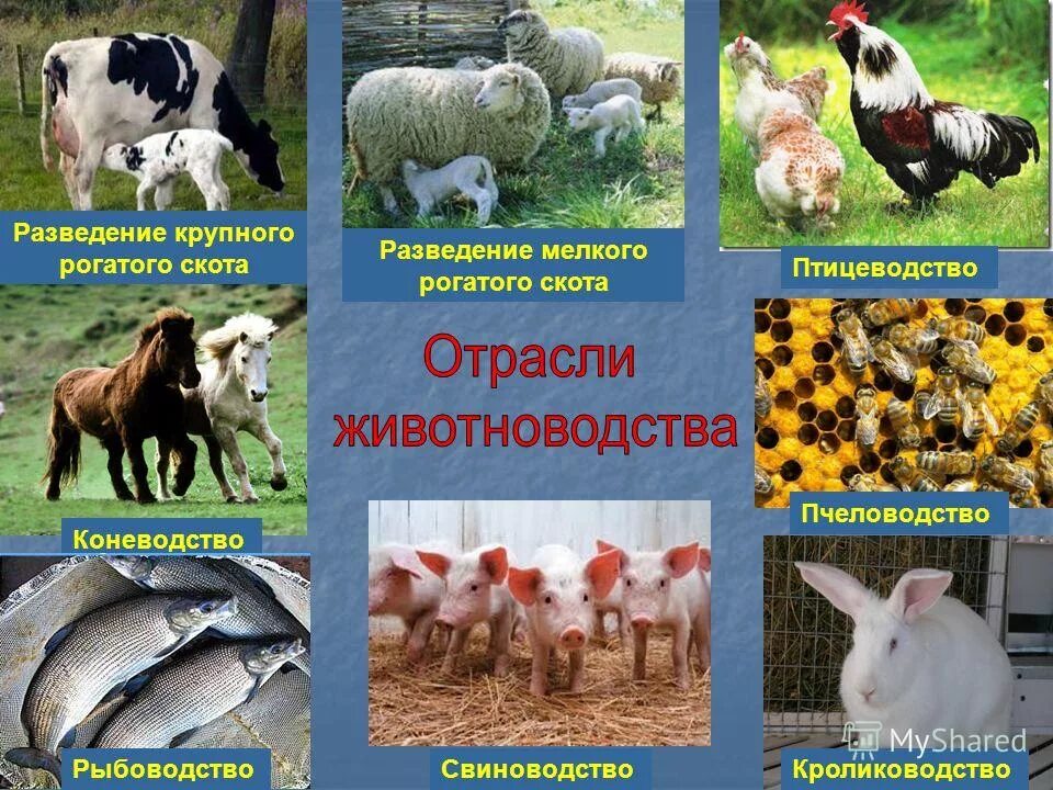 животноводство презентация. какое слово лишнее коневодство птицеводство свиноводство плодоводство. отрасли животноводства. животноводство отрасли животноводства. сообщение о птицеводстве.