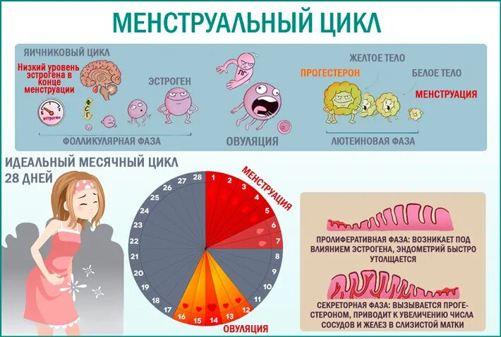 Сколько дней должны начаться месячные