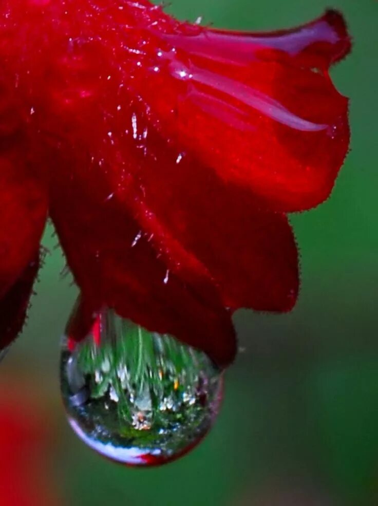 Drop flowers. Роса на цветах. Цветы в росе. Цветы с капельками воды. Капелька на цветке.