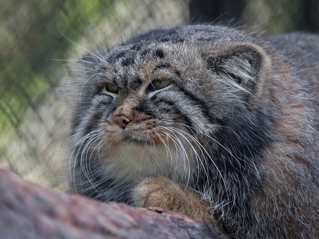 Котики. Манул (палласов кот). Тибетский манул. Манул видео. Кот манул.