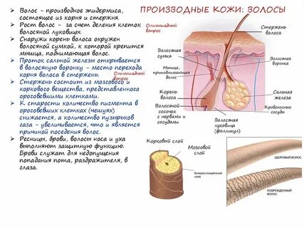 Волосяные сумки расположены в каком слое