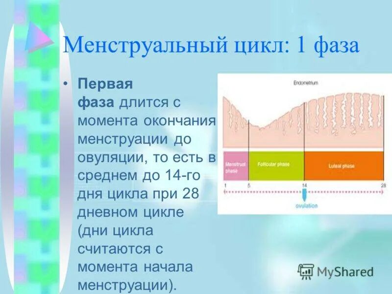 Что такое первый день цикла