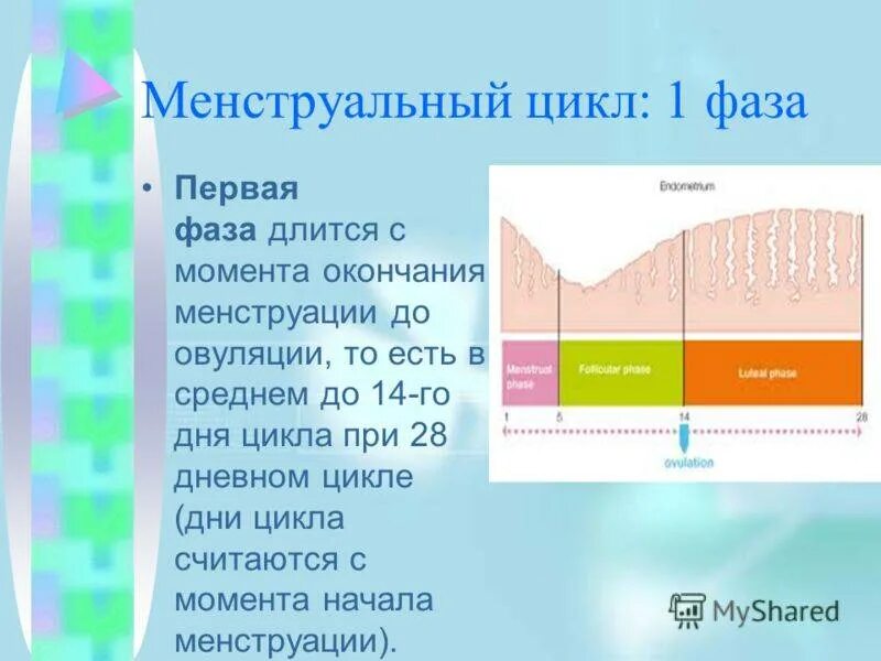 Что значит после овуляции. Первая фаза менструационного цикла 28 дней. 1 Фаза цикла у женщин. Характеристика 1 фазе менструального цикла. 3 День цикла это какая фаза менструационного цикла.