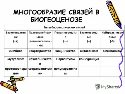 Связи в биогеоценозе