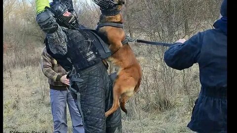 Видео малинуа в работе
