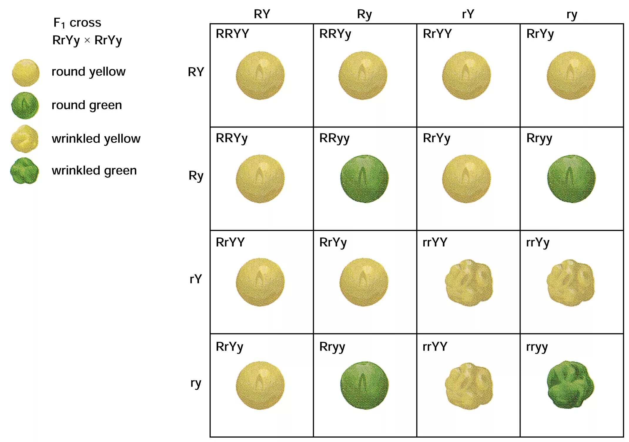 Dihybrid Cross. Dihybrid Inheritance. Мендель фрукт. Mendel's Pea Experiment calculating ratios.