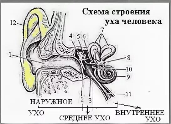 Строение уха для детей