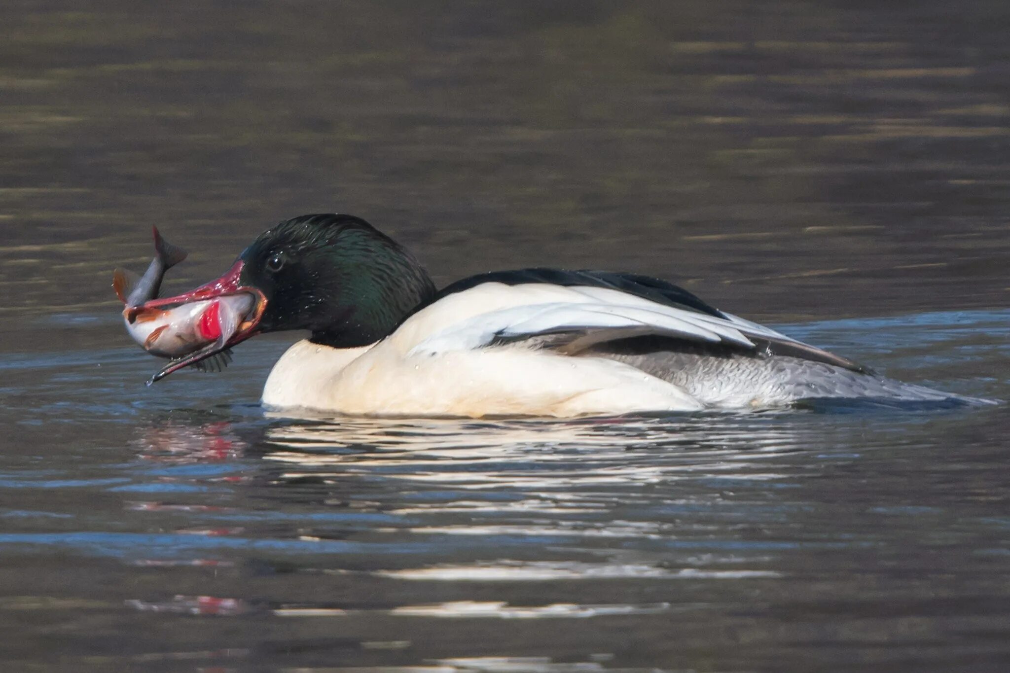 Крохаль птица. Большой крохаль Mergus Merganser. Большой крохаль утка. Турпан крохаль. Крохаль утка самец.