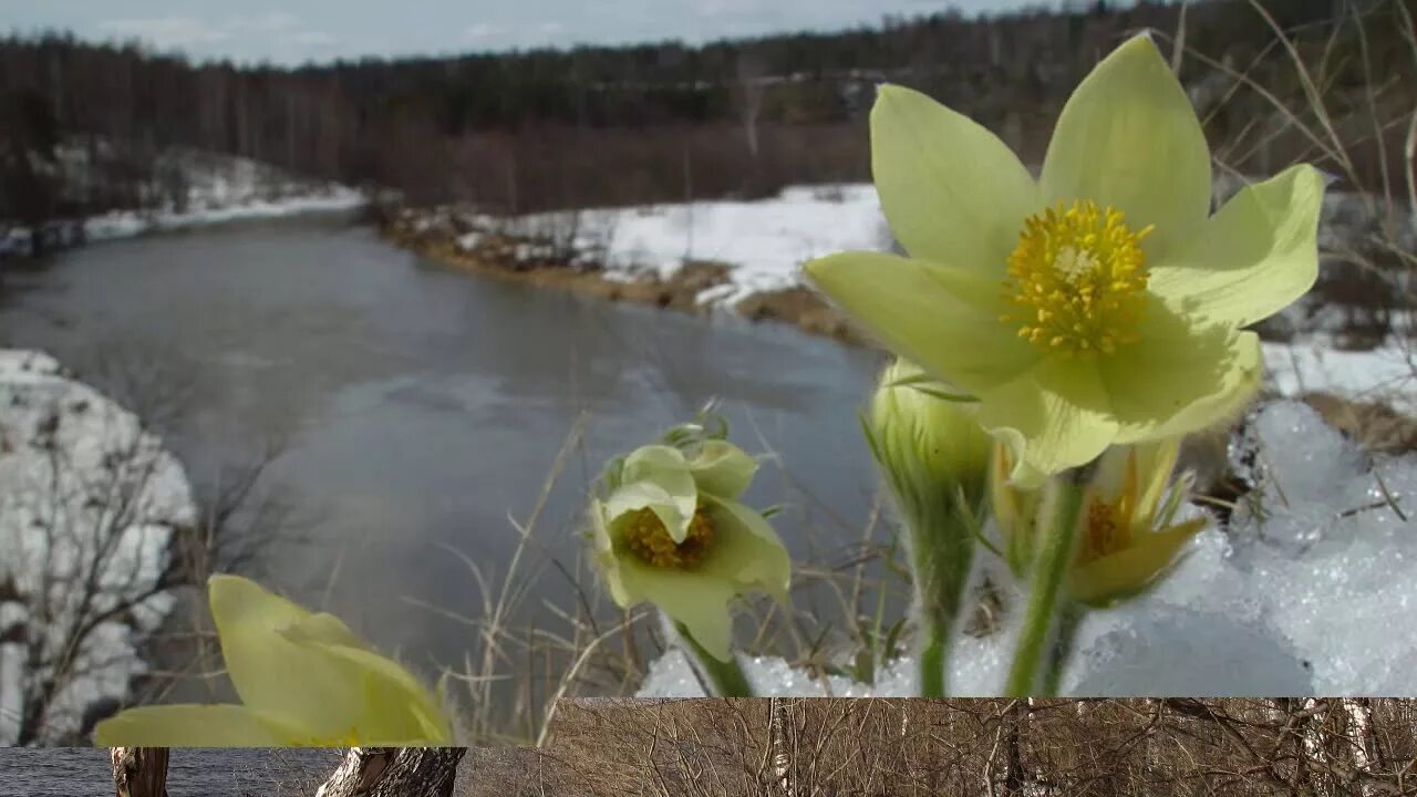 Подснежники Южного Урала. Подснежники на Урале. Весенняя природа Сибири. Www март рф